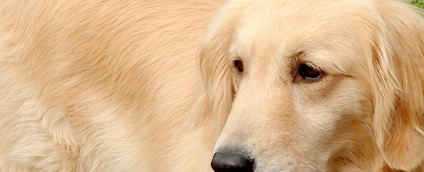 PETPLEX