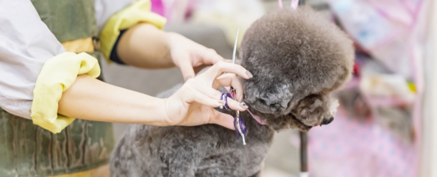 PETPLEX